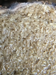 Rhizopogonaceae