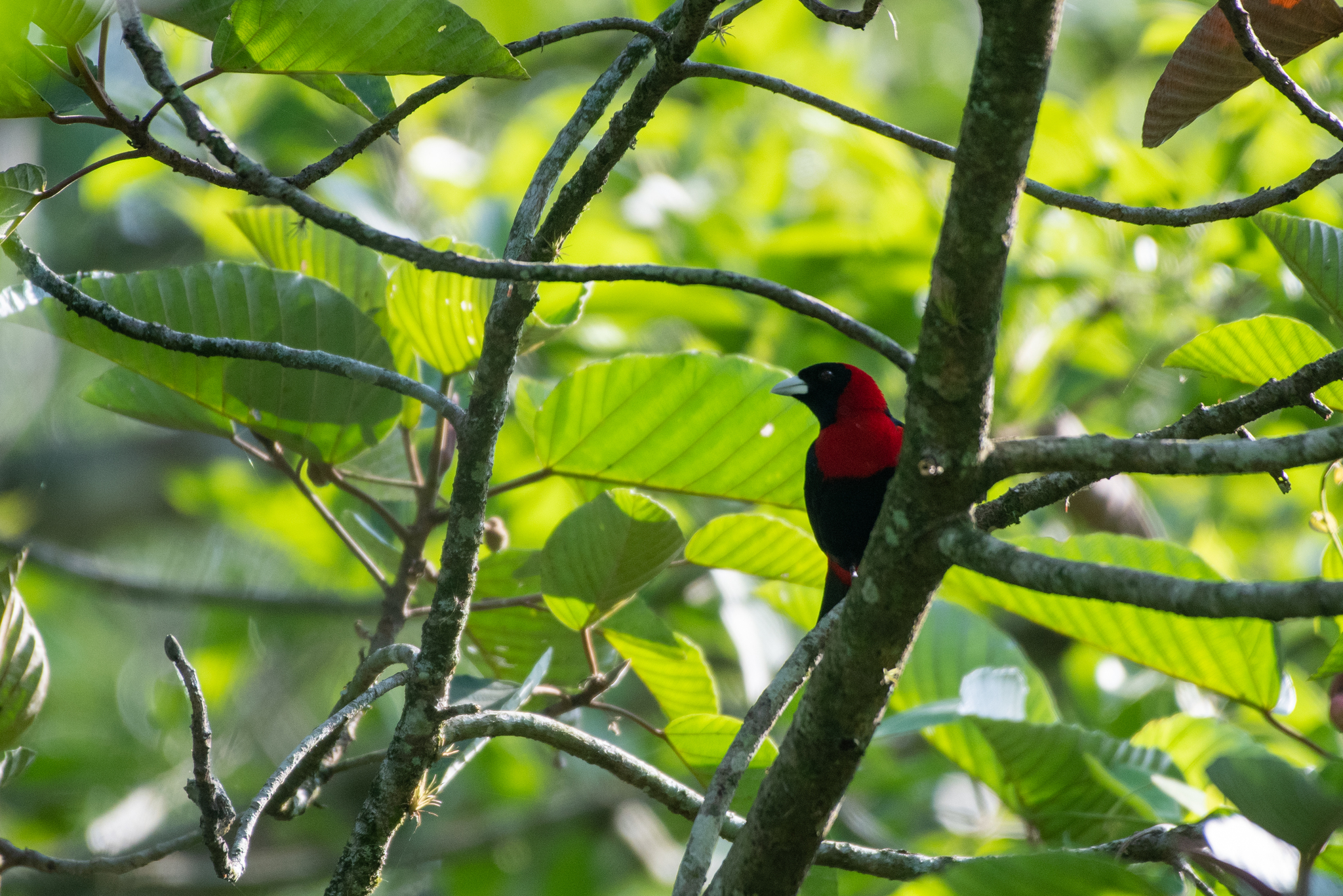 Crimson-collared Tanager illustration