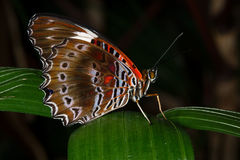 Cethosia penthesilea