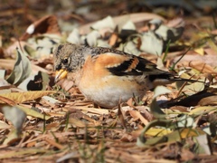 Fringilla montifringilla