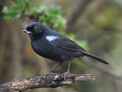 Diglossa lafresnayii