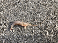 Rimapenaeus constrictus