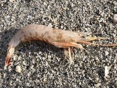 Rimapenaeus constrictus