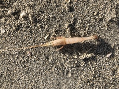 Rimapenaeus constrictus
