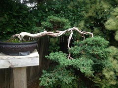 Juniperus procumbens