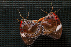 Cethosia penthesilea