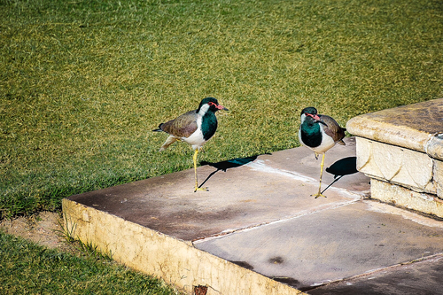 Red-Wattled Lapwing