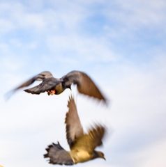 Columba livia domestica