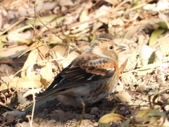Fringilla montifringilla