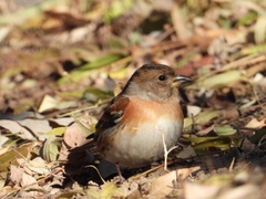 Fringilla montifringilla