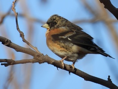 Fringilla montifringilla