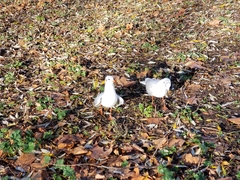 Chroicocephalus ridibundus