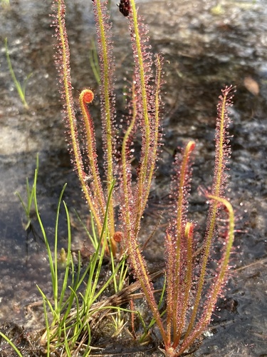 Drosera filiformis