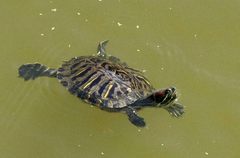 Trachemys scripta elegans