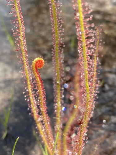 Drosera filiformis