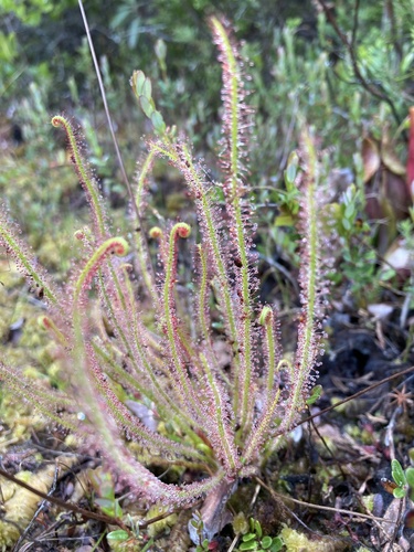 Drosera filiformis