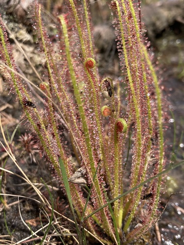 Drosera filiformis