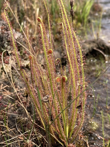 Drosera filiformis