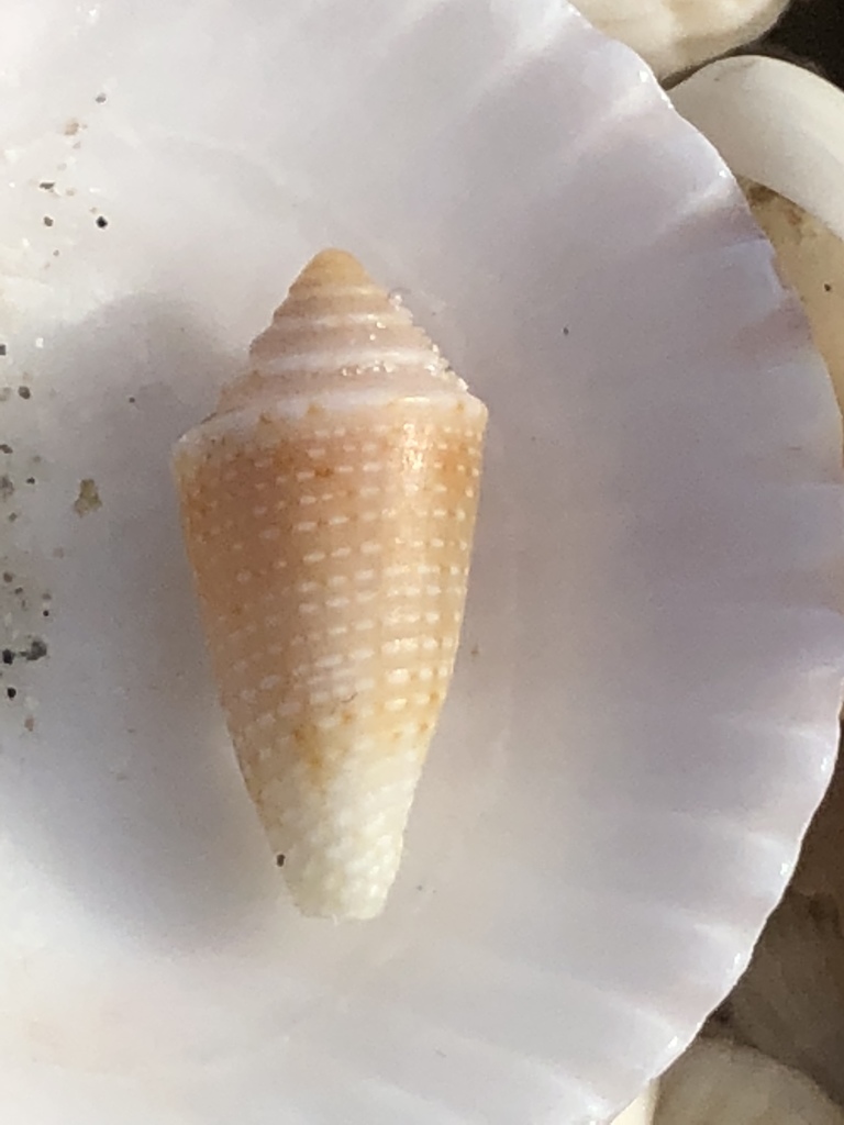 Dusky Cone in December 2018 by Susan J. Hewitt · iNaturalist