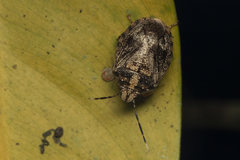 Antiteuchus tripterus