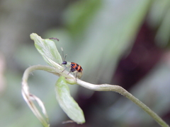 Diabrotica limitata