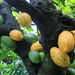 Theobroma cacao - Photo (c) roosta, μερικά δικαιώματα διατηρούνται (CC BY-NC), uploaded by roosta