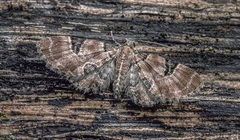 Eupithecia bowmani
