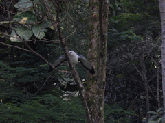 Buteogallus lacernulatus