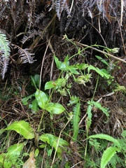 Swertia shintenensis