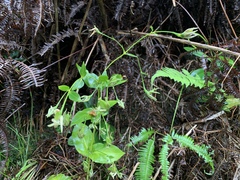 Swertia shintenensis