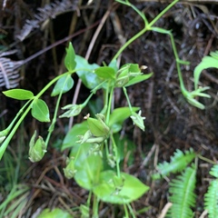 Swertia shintenensis