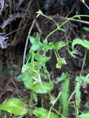 Swertia shintenensis