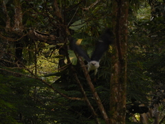 Buteogallus lacernulatus