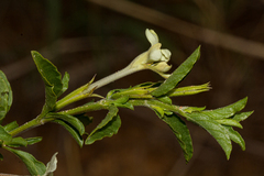 Dyschoriste hildebrandtii image