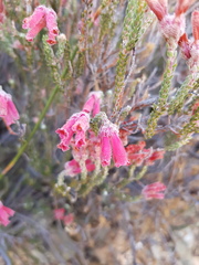 Erica strigilifolia