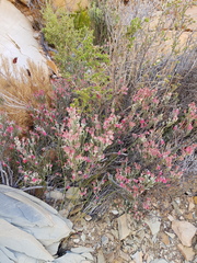 Erica strigilifolia