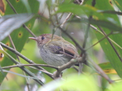 Hemitriccus furcatus