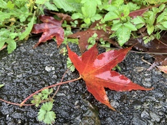 Acer serrulatum