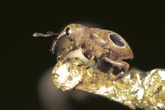 Heilus faldermanni