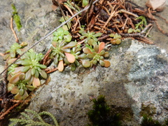 Sedum nevii