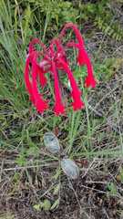 Cyrtanthus angustifolius