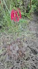 Cyrtanthus angustifolius