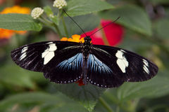 Heliconius doris viridis