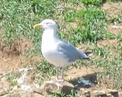 Larus argentatus image