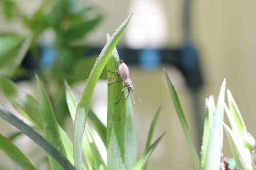 Photo of South American Fruit Tree Weevil (Naupactus xanthographus)