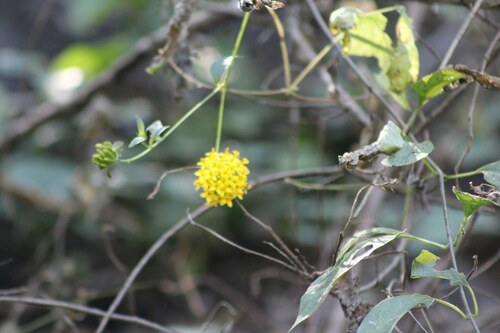 Image of Doll's Head (Lagascea decipiens) by no rights reserved