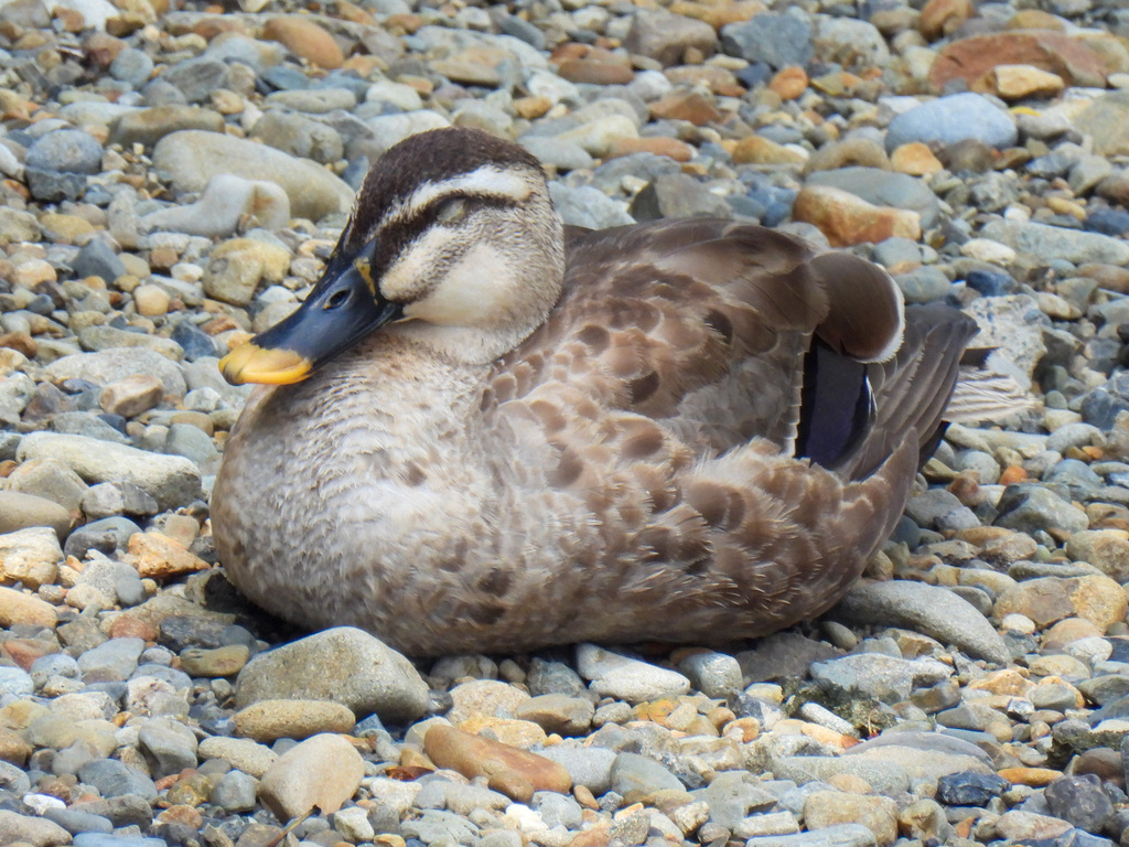 Eastern Spot-billed Duck from Seijo, Setagaya City, Tokyo 157-0066 ...