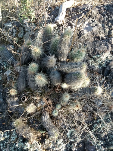 Echinocereus ortegae