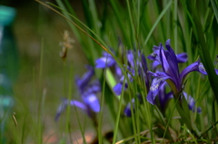 Iris ruthenica