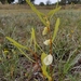 Asimina longifolia spatulata - Photo (c) Scott Allen Davis,  זכויות יוצרים חלקיות (CC BY), uploaded by Scott Allen Davis
